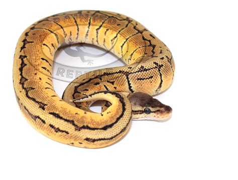 Image result for L'Acide Ball Python