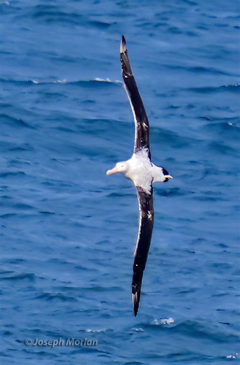 Image result for What Is a Wandering Albatross