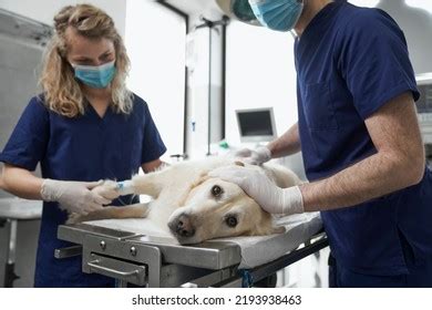 Toradh íomhá ar Dog On Operating Table
