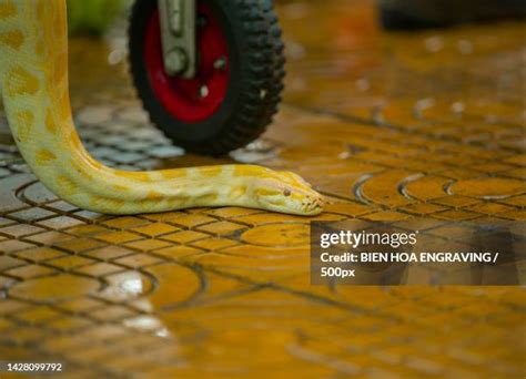 Afbeeldingsresultaten voor Vietnam Python