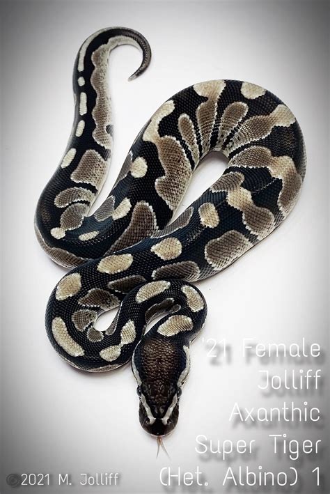 Image result for Tiger Ball Python Morph