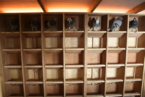 Image result for Build a Simple Pigeon Loft