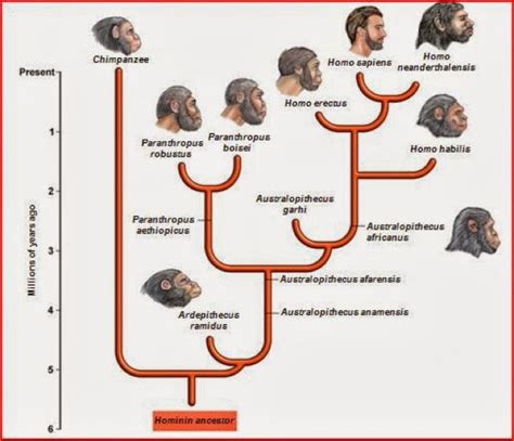 Toradh íomhá ar Evolution Tree Homosapien