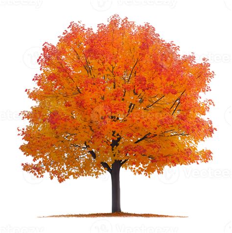 Small Sugar Maple Tree に対する画像結果