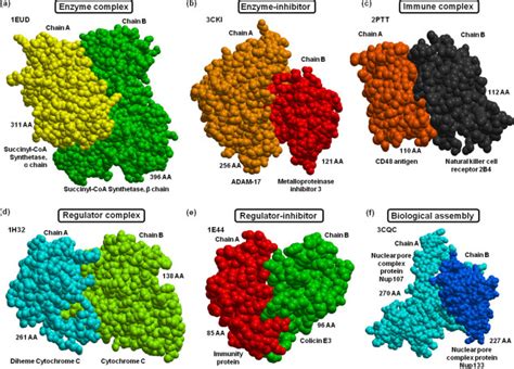 Image result for Complex Protein Examples