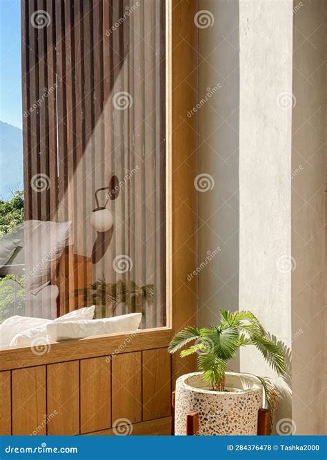 Image result for Kentia Palm Tree