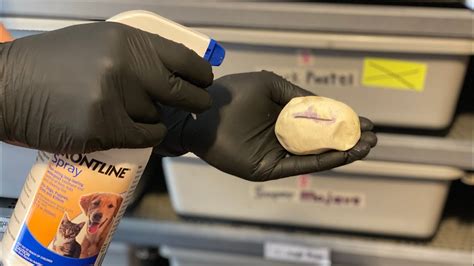 Image result for Ball Python Mites