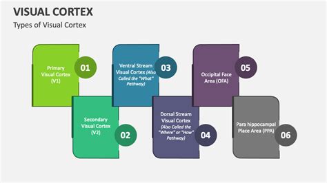 Image result for Visual Cortex