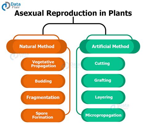 Vegetative Propagation Asexual Reproduction に対する画像結果