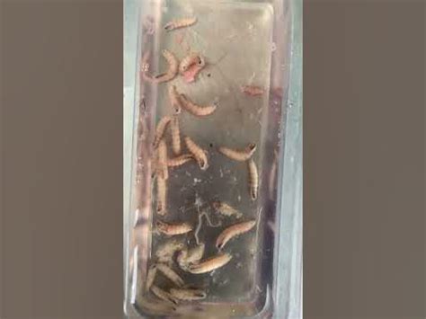 Afbeeldingsresultaten voor Myiasis Maggots