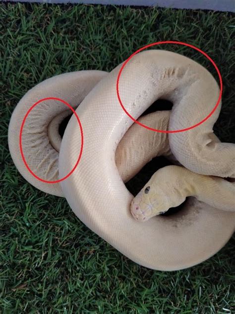 Ball Python Constipated に対する画像結果