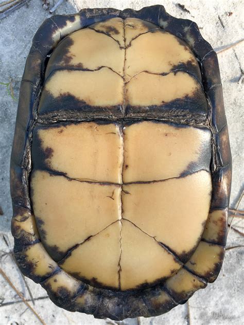Image result for Box Turtle Bottom Shell