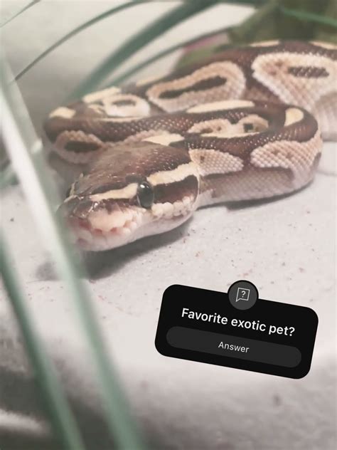 Toradh íomhá ar Ballmine Python