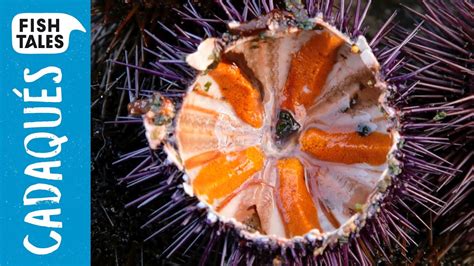 Image result for Open Sea Urchin