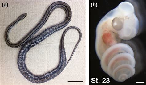 Python Snake Embryo Type に対する画像結果