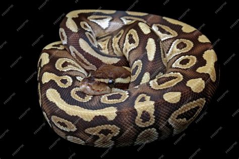 Ball Python Side View に対する画像結果