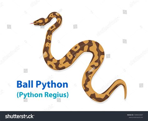 Realistic Ball Python Toy に対する画像結果