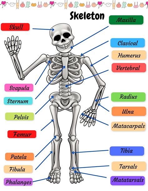 Image result for Binocs Skeletal System Grade 5