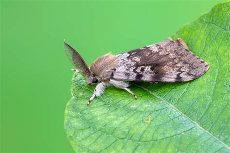 Gypsy Moth in Canada に対する画像結果