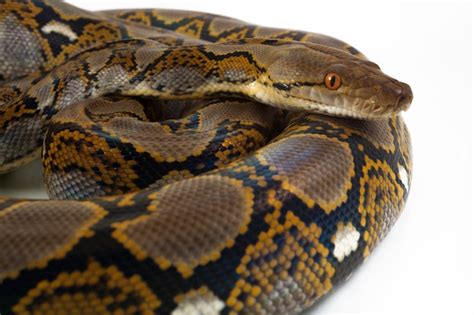 Afbeeldingsresultaten voor Reticulated Python with White Background
