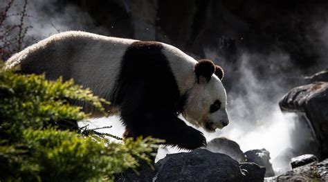 Image result for Panda Information