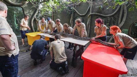 Image result for Chester Zoo Python