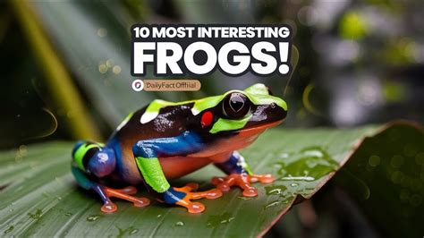 Image result for Most Amazing Frogs