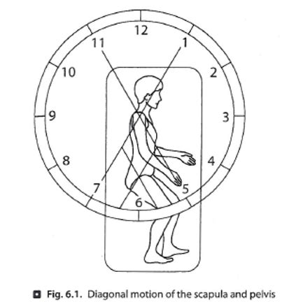 Toradh íomhá ar Scapular PNF