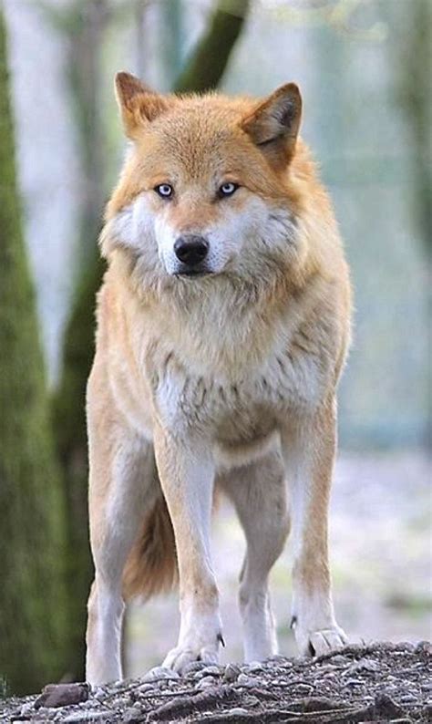 All Wolf Breeds に対する画像結果