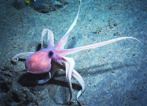 Bipolar Octopus に対する画像結果