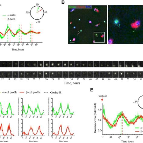 Image result for T-cell Core Clock