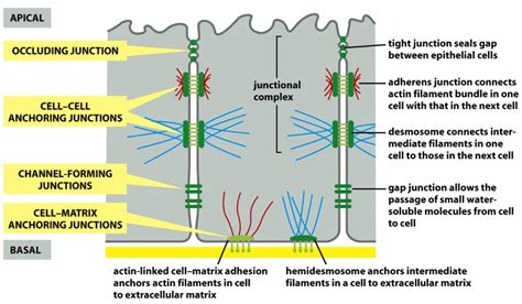 Image result for Cell Adhesion