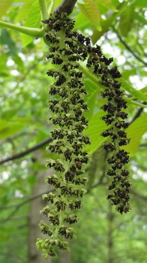 Image result for Pine Tree Catkins