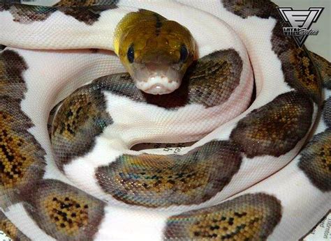 Image result for Retic Python Bite