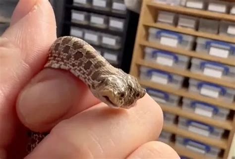 Image result for Two-Headed Baby Snake