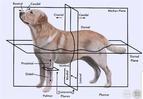 Animal Anatomy ପାଇଁ ପ୍ରତିଛବି ଫଳାଫଳ