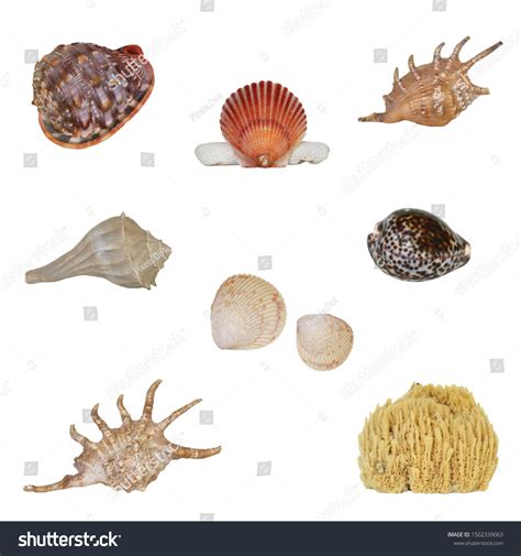 Image result for Different Shell Types