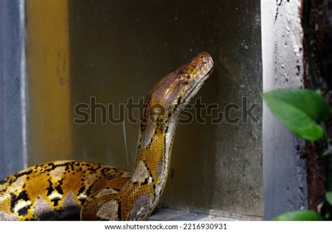 Image result for Wall Python