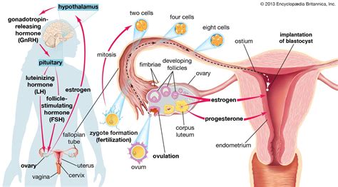 Image result for Gonadotropin Mechanism of Action Receptor