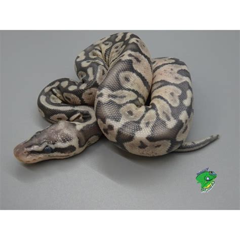 Image result for Super Pastel Axanthic Ball Python