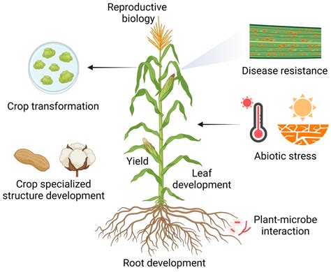 Image result for Plant Transcriptomics