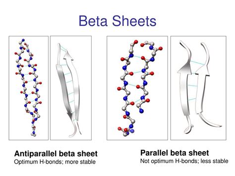 Image result for Anitparallel and Parallel Beta-Sheet Image
