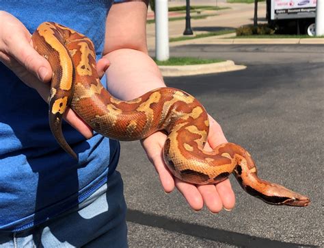 Toradh íomhá ar Bloed Python