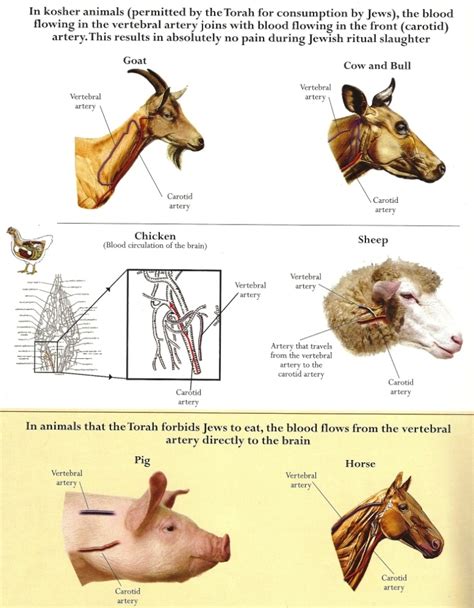 Image result for Split Hoof Animals