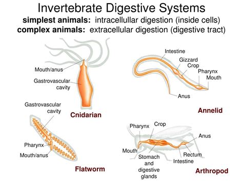 Image result for Intracellular and Extracellular Digestion in Invertebrates and Vertebrates Diagram