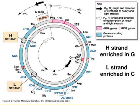 Toradh íomhá ar Mitochondrial Inheritance Pattern