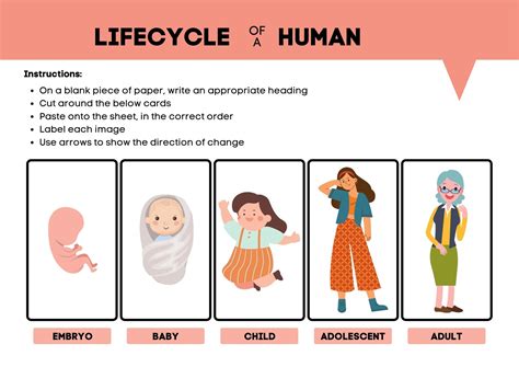 Image result for Human Life Cycle Worksheet
