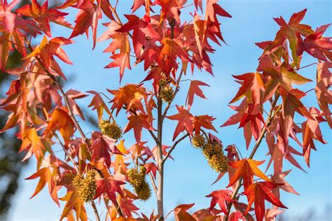 Most Colorful Fall Trees に対する画像結果