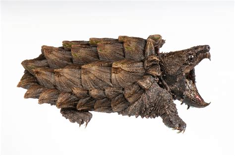 Snaping Turtle Side View に対する画像結果