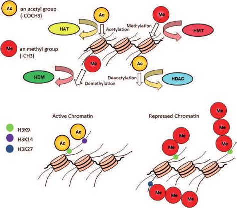 Toradh íomhá ar Histone Modification Cell Division